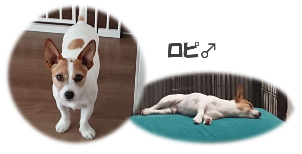 クリニック職員のペット特集